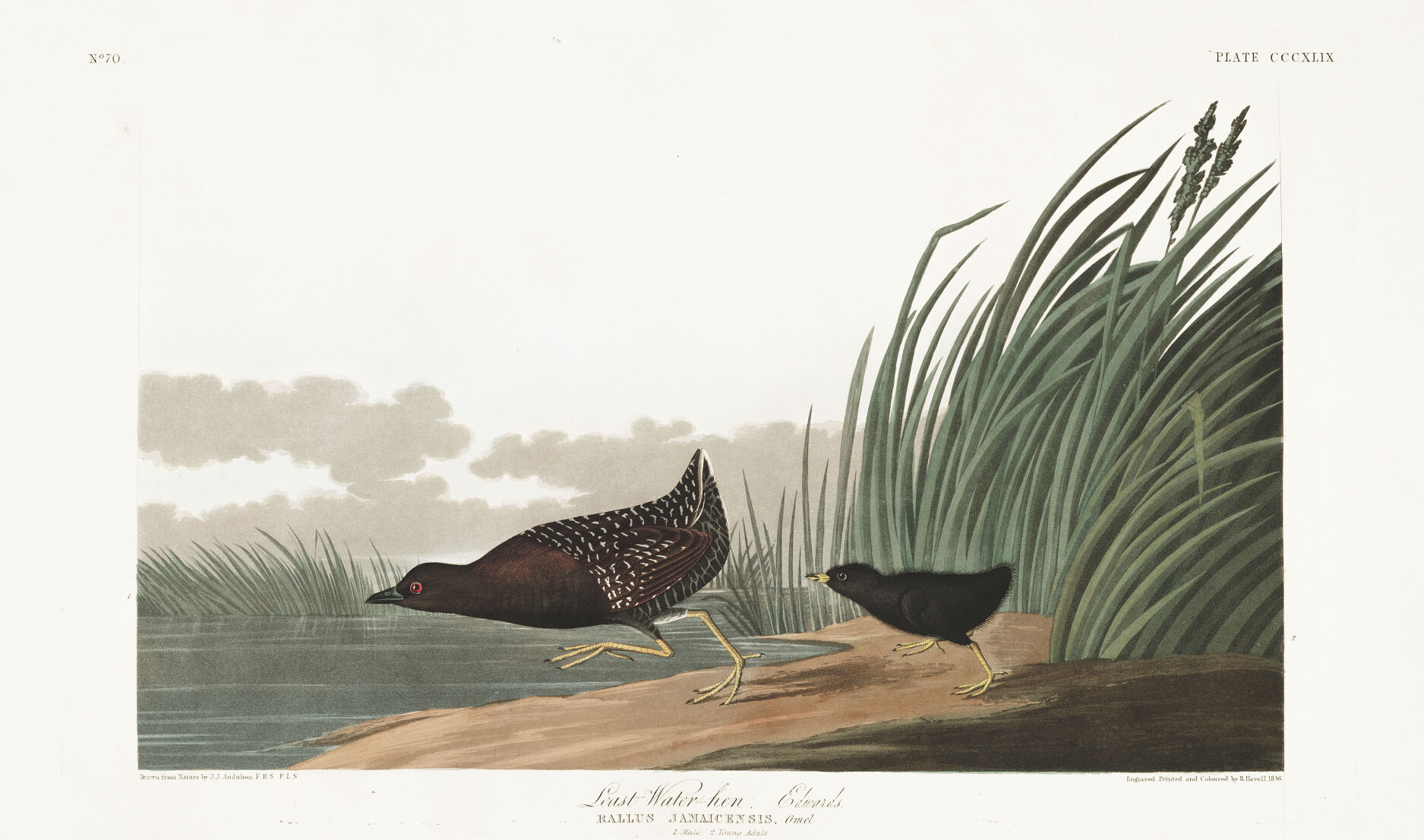 John James Audubon painting of an eastern black rail